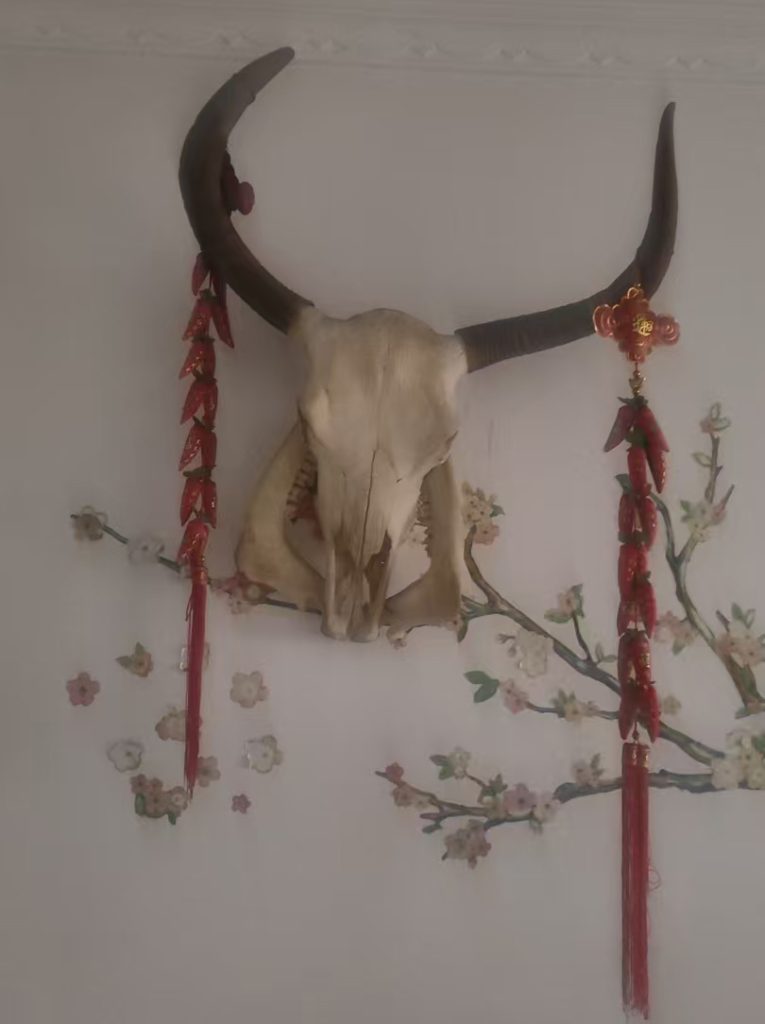 图片[1]-Ox skull-国际艺术品交易网